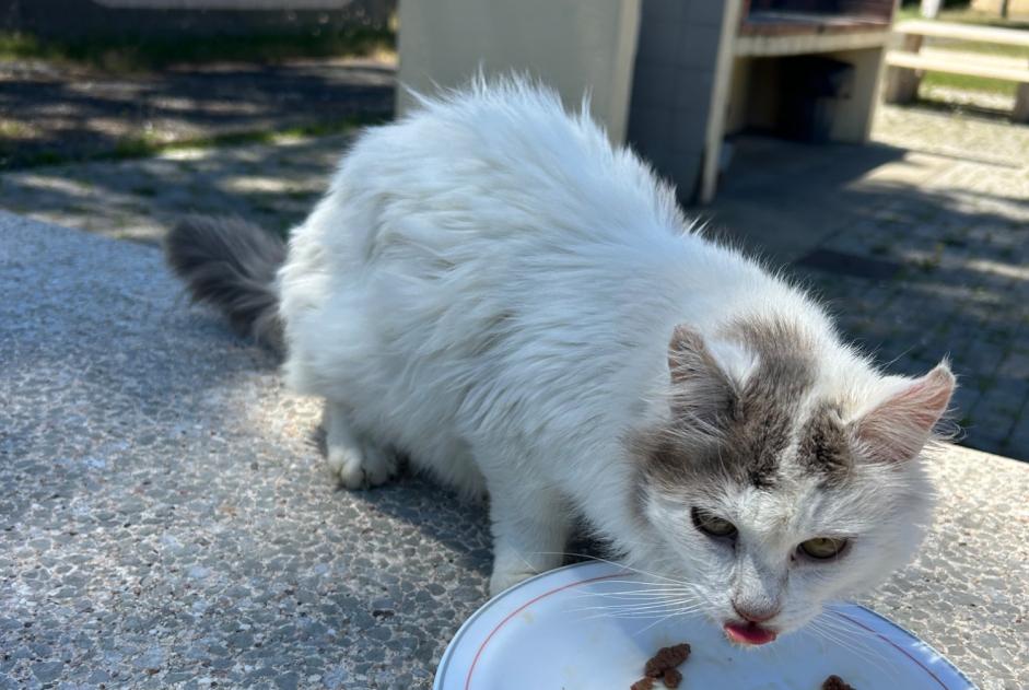 Ontdekkingsalarm Kat Onbekend , 1 jaar Labenne Frankrijk